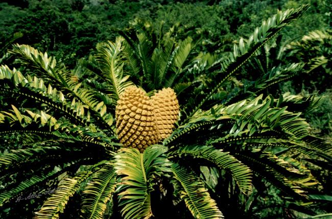 Pineapple Passion Pineapple Passion